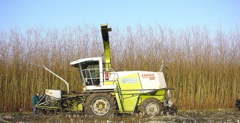 CO2-Einsparung durch Biomasse: „Lügen uns in den Sack“