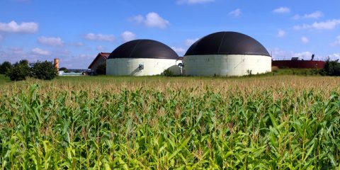 Bioenergie und grüne Gentechnik