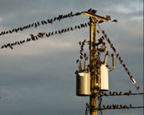 Ideenskizze: Vermarktungsgenossenschaft von und für Bürger-Energiegenossenschaften