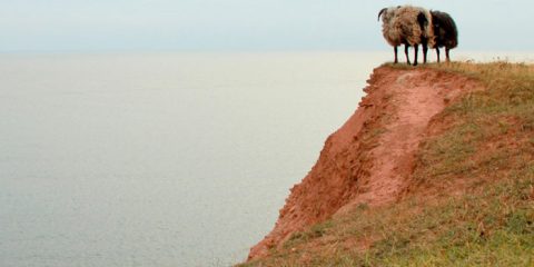 Kennen Sie die Network-NIMBY´s der Energiewende?