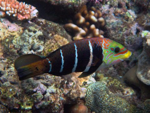 Bereits über eine Million Unterschriften für den Schutz des Great Barrier Reef