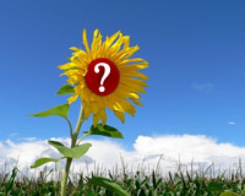 Knockout Klimaschutz. Grüne wo seid ihr?