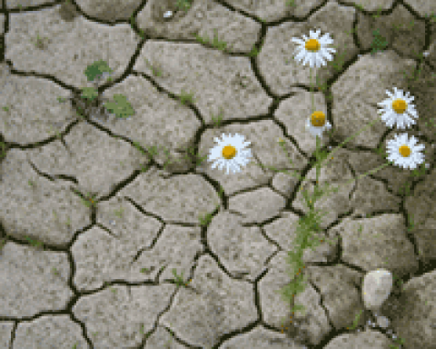 Globale CO2-Emissionen sinken und keiner kriegt es mit.