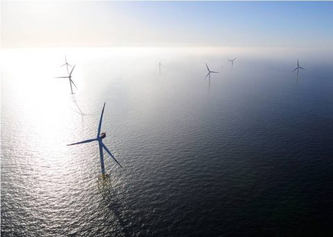 Offshore-Windkraft fördert Artenvielfalt