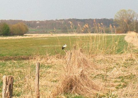 Rohrkolben: Ökologisch dämmen mit Typha-Dämmplatten