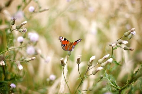 Windenergie als Chance für den Naturschutz