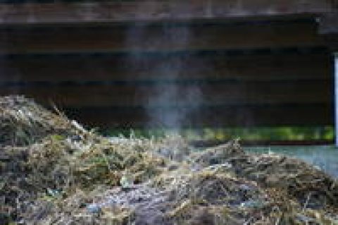 Biogas aus Pferdeäpfeln