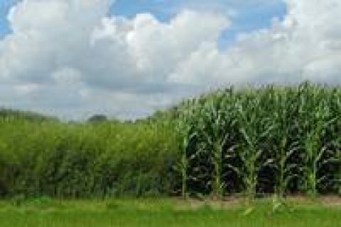 Düstere Aussichten für Bioenergie