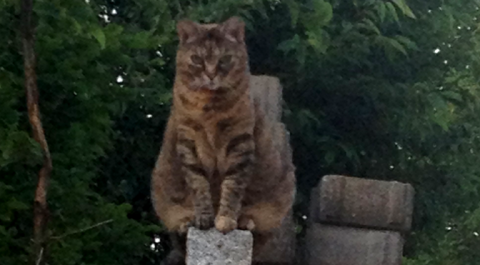 Auf leisen Pfoten ging die Katze durch den August in den September