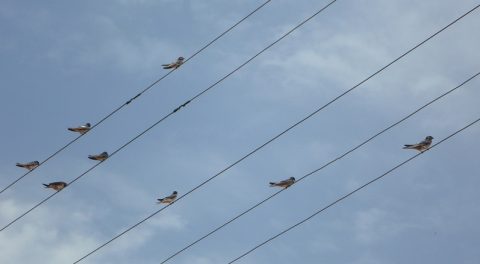 Zu Hohe Entgelte: Geht es den Netzbetreibern an den Kragen?