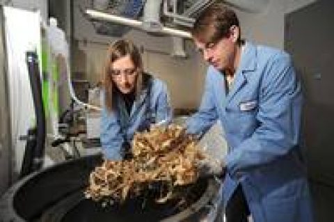 Energiespeicher von morgen aus natürlichen Rohstoffen