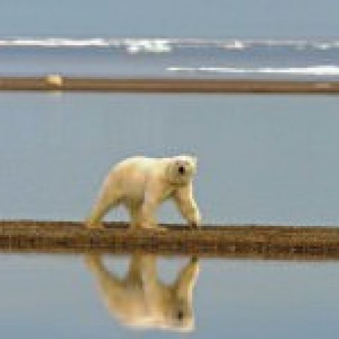 Wie deftig müssen Klima-Wissenschaftler werden, um uns aufzurütteln?