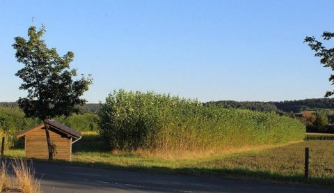 Kurzumtriebsplantagen nur langfristig wirtschaftlich