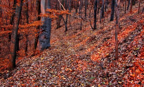 Kohlendioxidmengen plastisch veranschaulichen