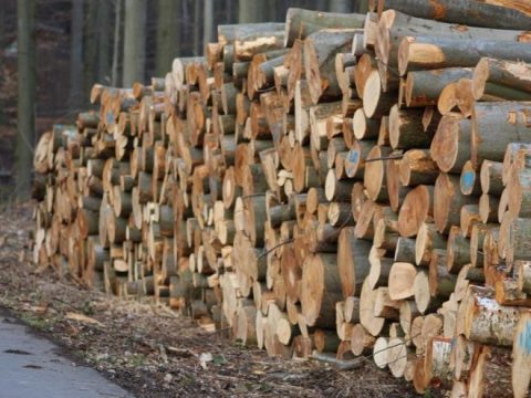 Bedeutung von Biomasse im Wärmemarkt wird steigen