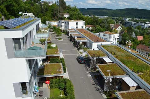 Dach­be­grü­nung: Gut für Klima, Dämmung und Abwas­ser­kos­ten