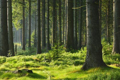 Bäume als Kohlenstoffspeicher