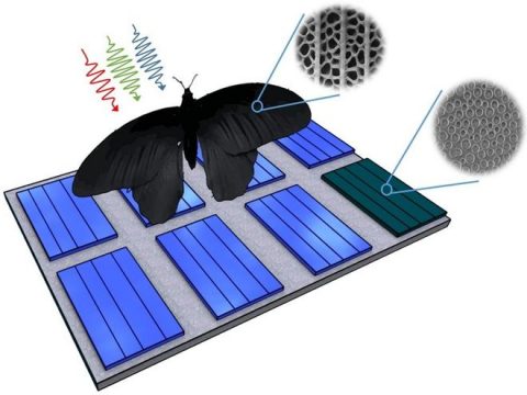 Schmet­ter­ling als Vorbild für effi­zi­en­tere Solar­zel­len