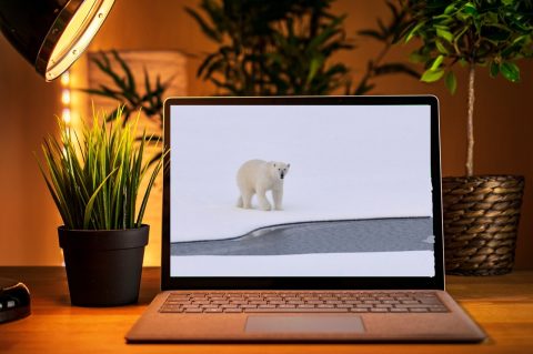 Eisbär oder Influencer – Wie kommunizieren wir die Energiewende?