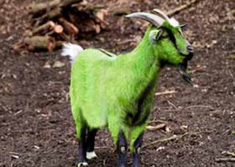 Der grüne Sündenbock