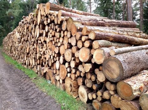 Holz wächst zu langsam, um klimaneutral zu sein